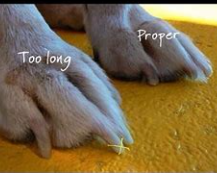 How to Dremel a Dog's Nails