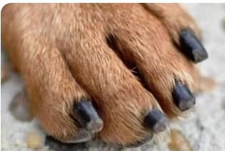 How to Dremel a Dog's Nails